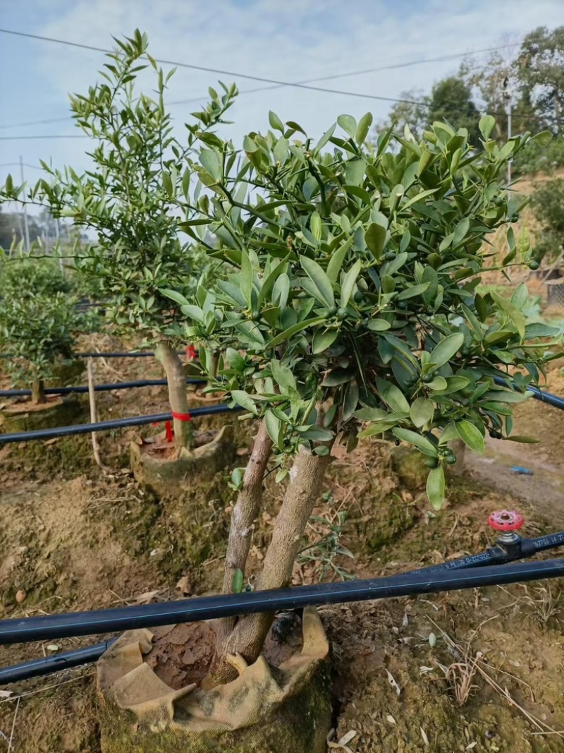 【黄山】优选金豆豆保质保量成活率高视频看货