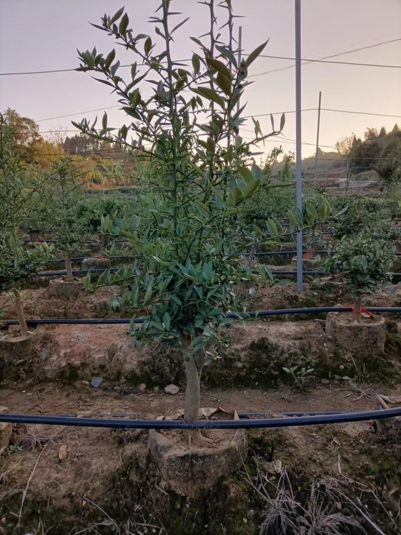 【黄山】优选金豆豆保质保量成活率高视频看货