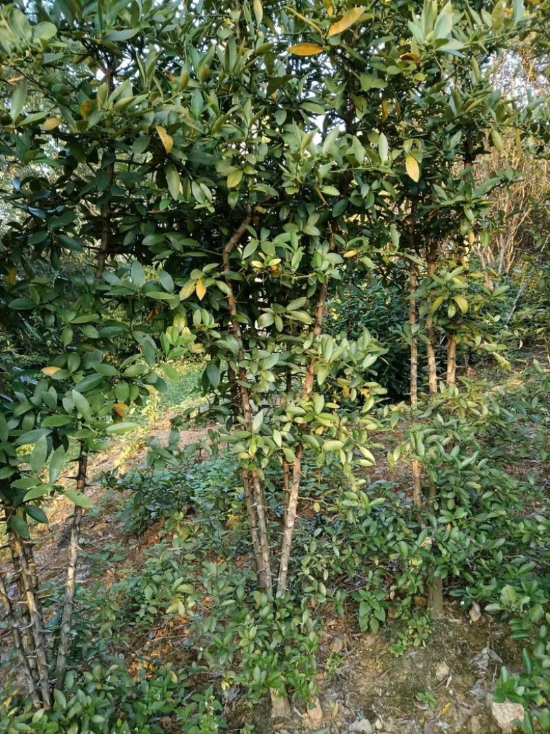 【黄山】优选金豆豆保质保量成活率高视频看货