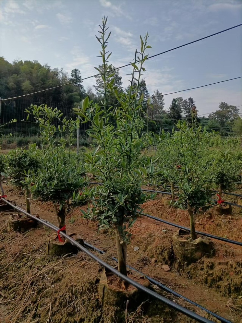 【黄山】优选金豆豆保质保量成活率高视频看货
