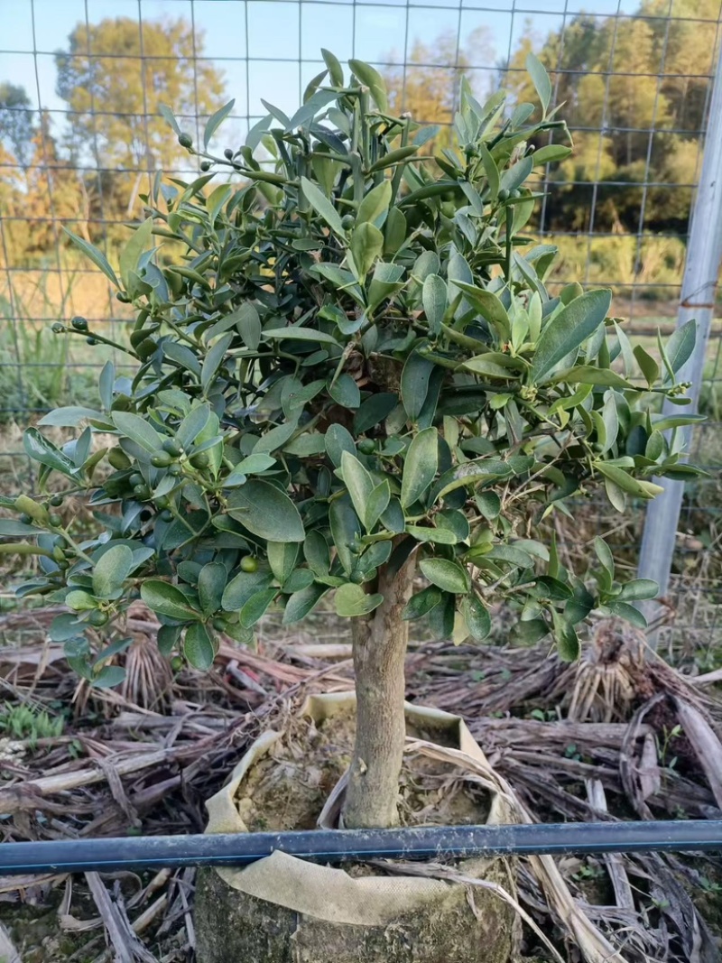 【黄山】优选金豆豆保质保量成活率高视频看货