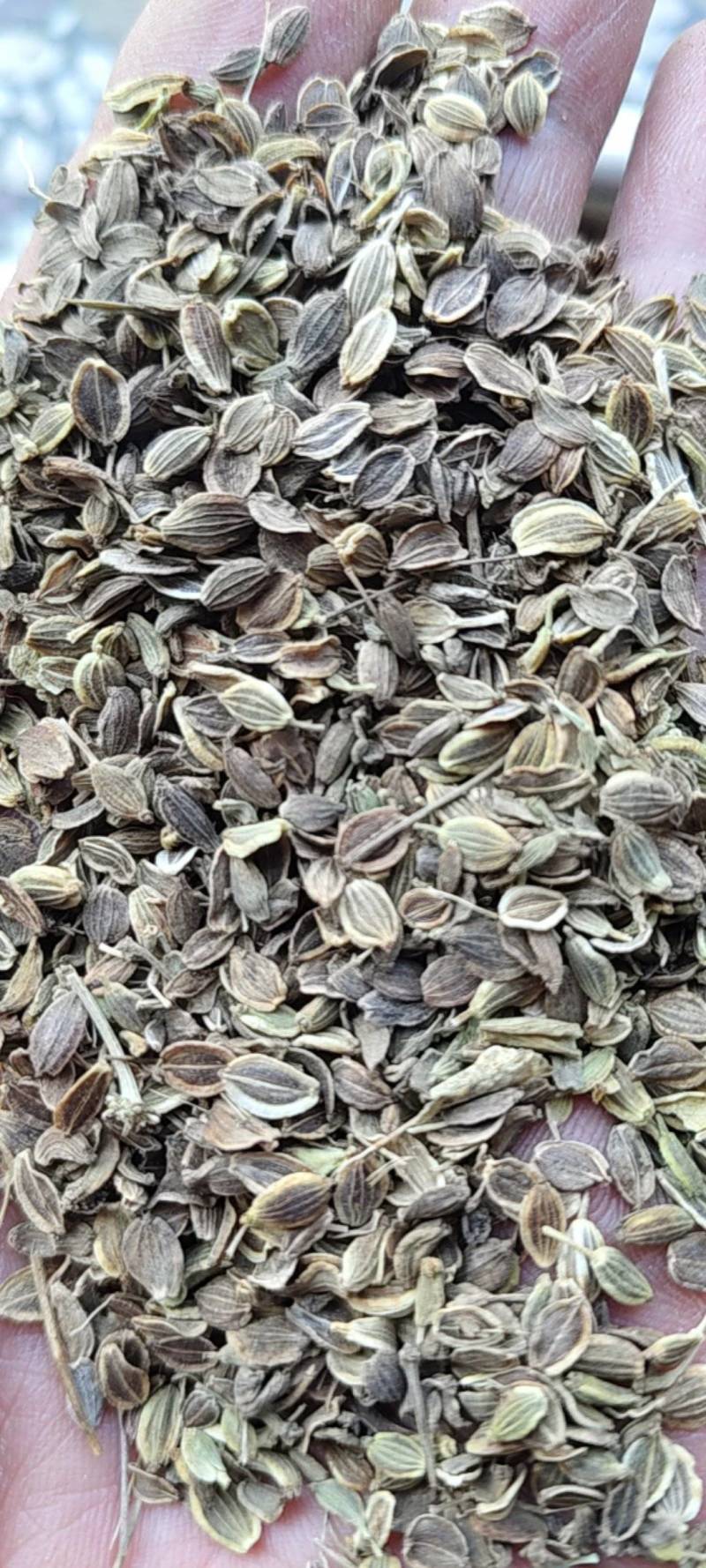 白花前胡种子，品种纯正，发芽率95%.对接全国