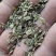 白花前胡种子，品种纯正，发芽率95%.对接全国
