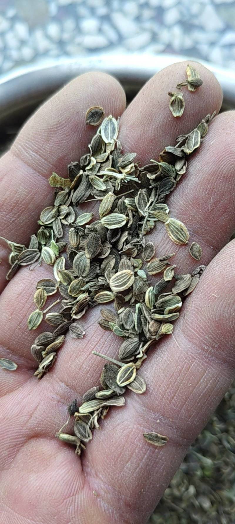 白花前胡种子，品种纯正，发芽率95%.对接全国