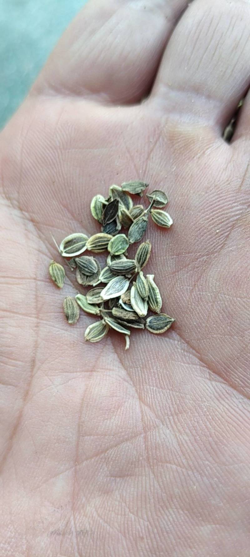 白花前胡种子，品种纯正，发芽率95%.对接全国