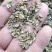 白花前胡种子，品种纯正，发芽率95%.对接全国