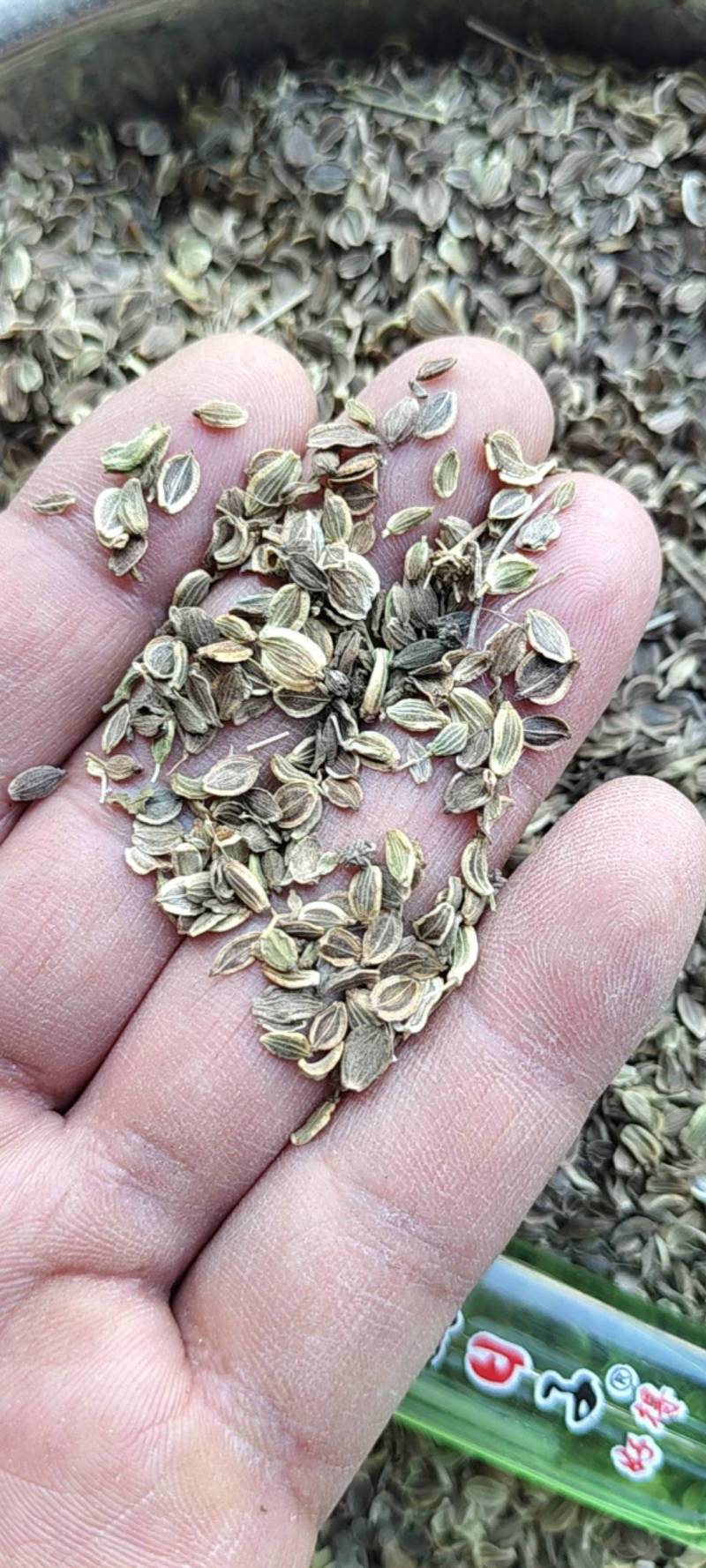 白花前胡种子，品种纯正，发芽率95%.对接全国