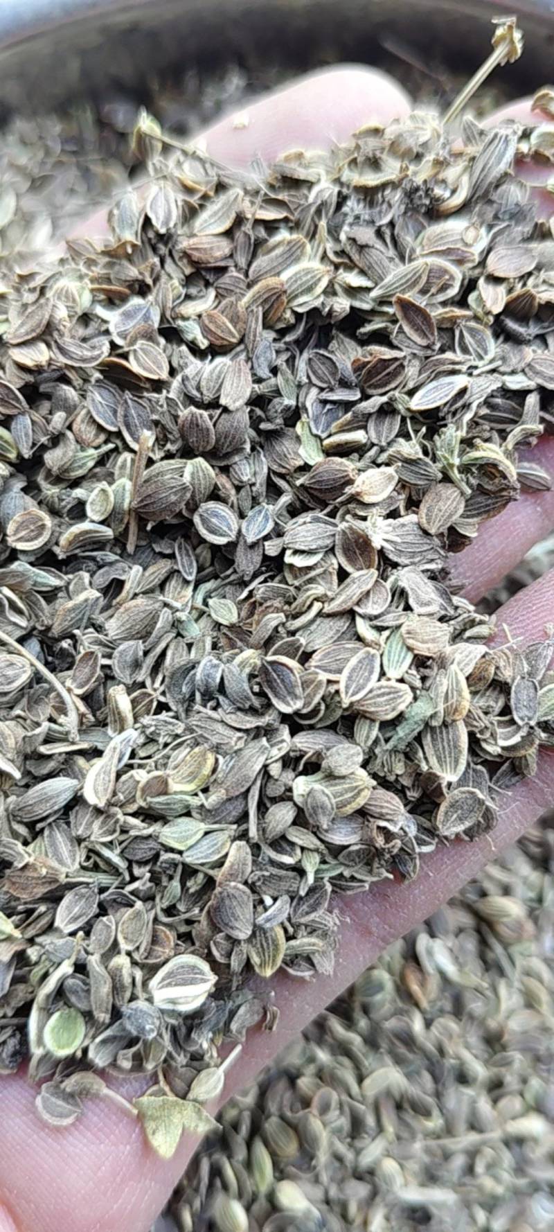 白花前胡种子，品种纯正，发芽率95%.对接全国