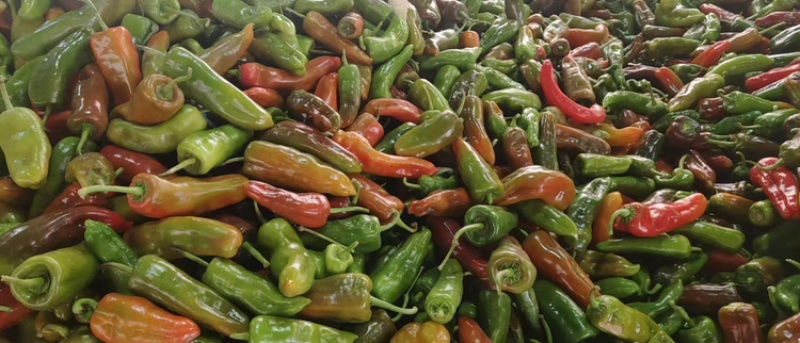 彩椒花辣椒，杂椒，大量上市万亩基地货源充足