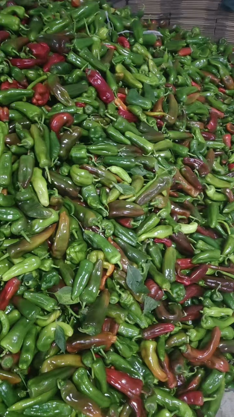 彩椒花辣椒，杂椒，大量上市万亩基地货源充足