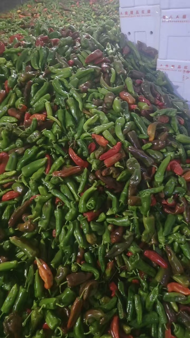 彩椒花辣椒，杂椒，大量上市万亩基地货源充足
