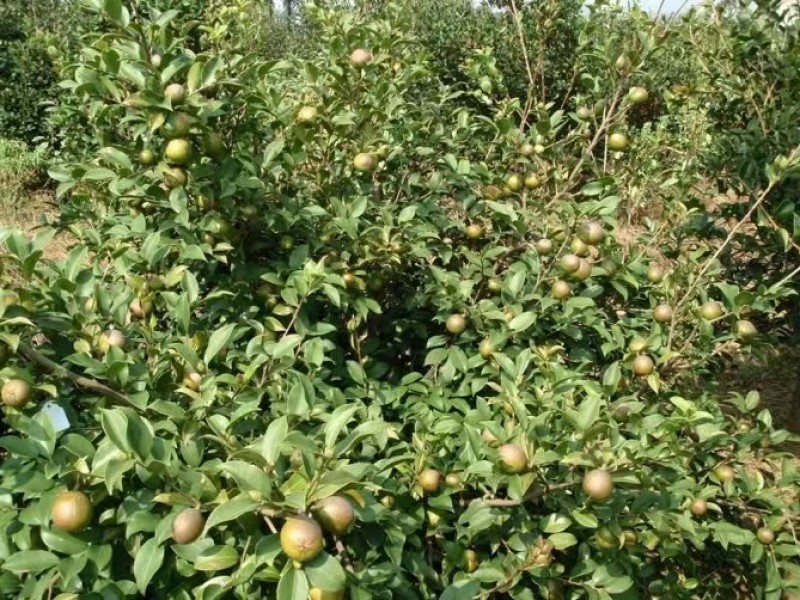 【推荐】山茶籽油一手货源现压榨保质保量量大价优