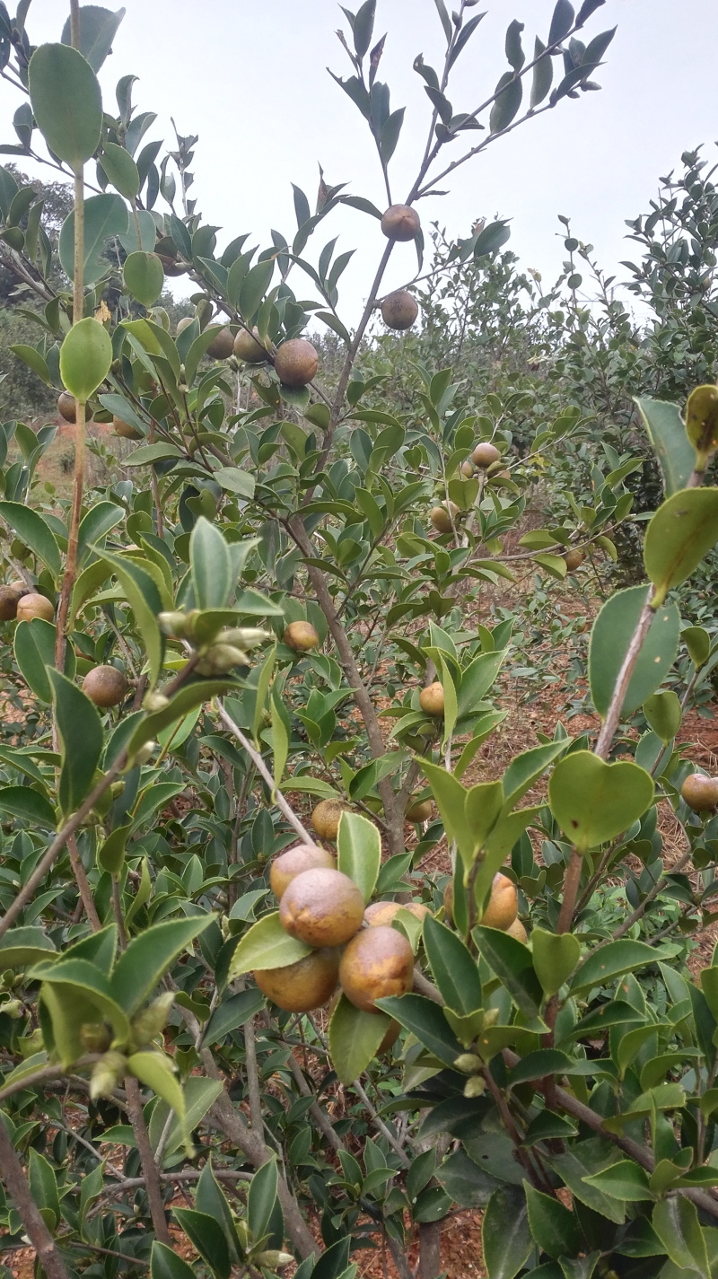 【推荐】山茶籽油一手货源现压榨保质保量量大价优