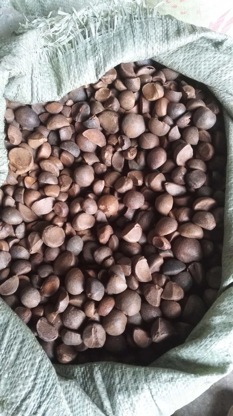 【推荐】山茶籽油一手货源现压榨保质保量量大价优