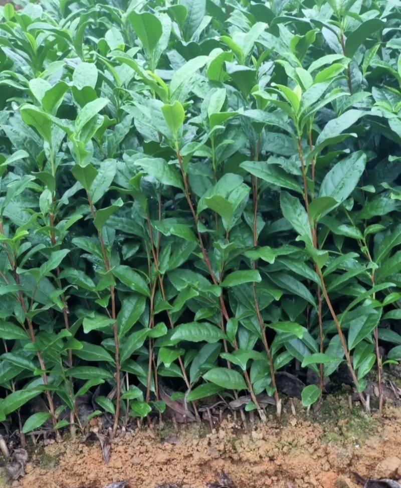 黄金茶茶中精品璀璨，如今基地直发，品质保证