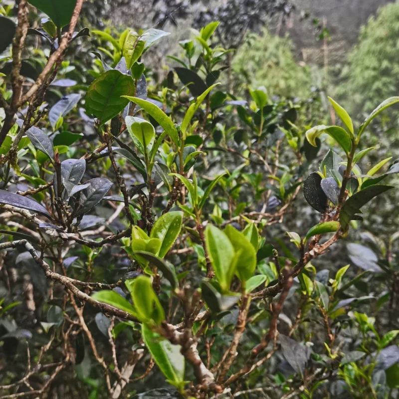 普洱易武高山古树