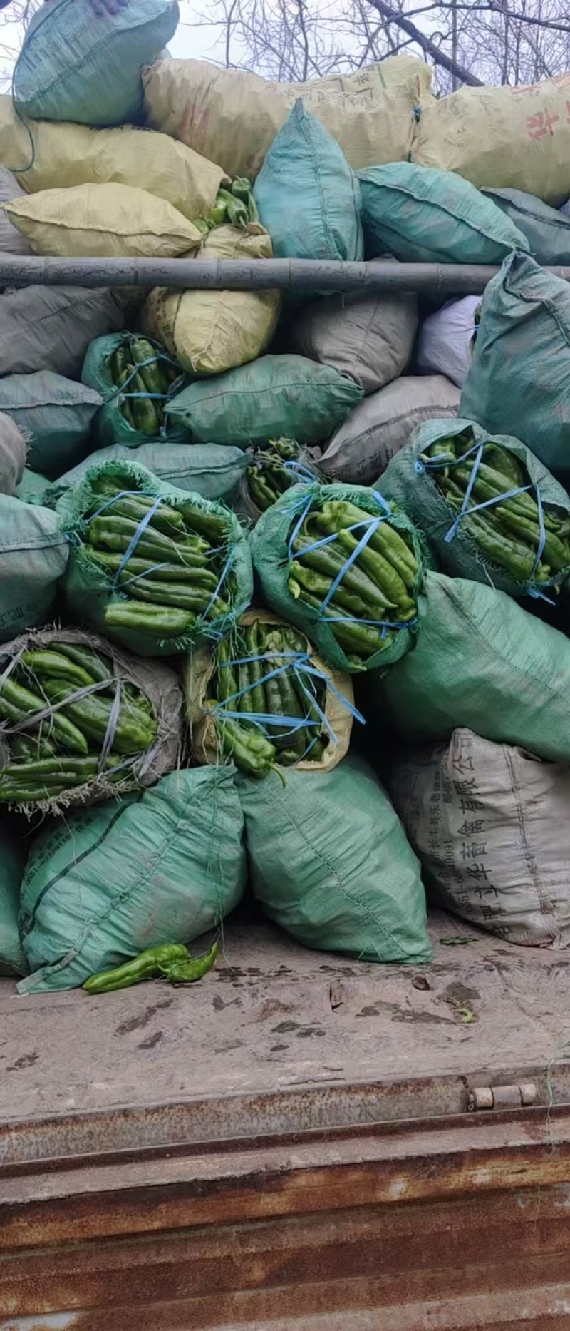 万亩基地青椒可对接市场，商超品质保证欢迎选购