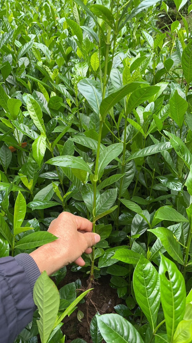 黄栀子苗