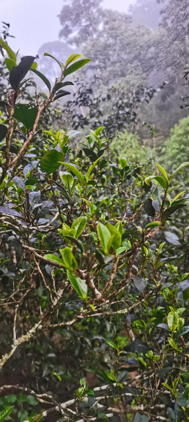普洱易武高山古树