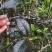 普洱易武高山古树