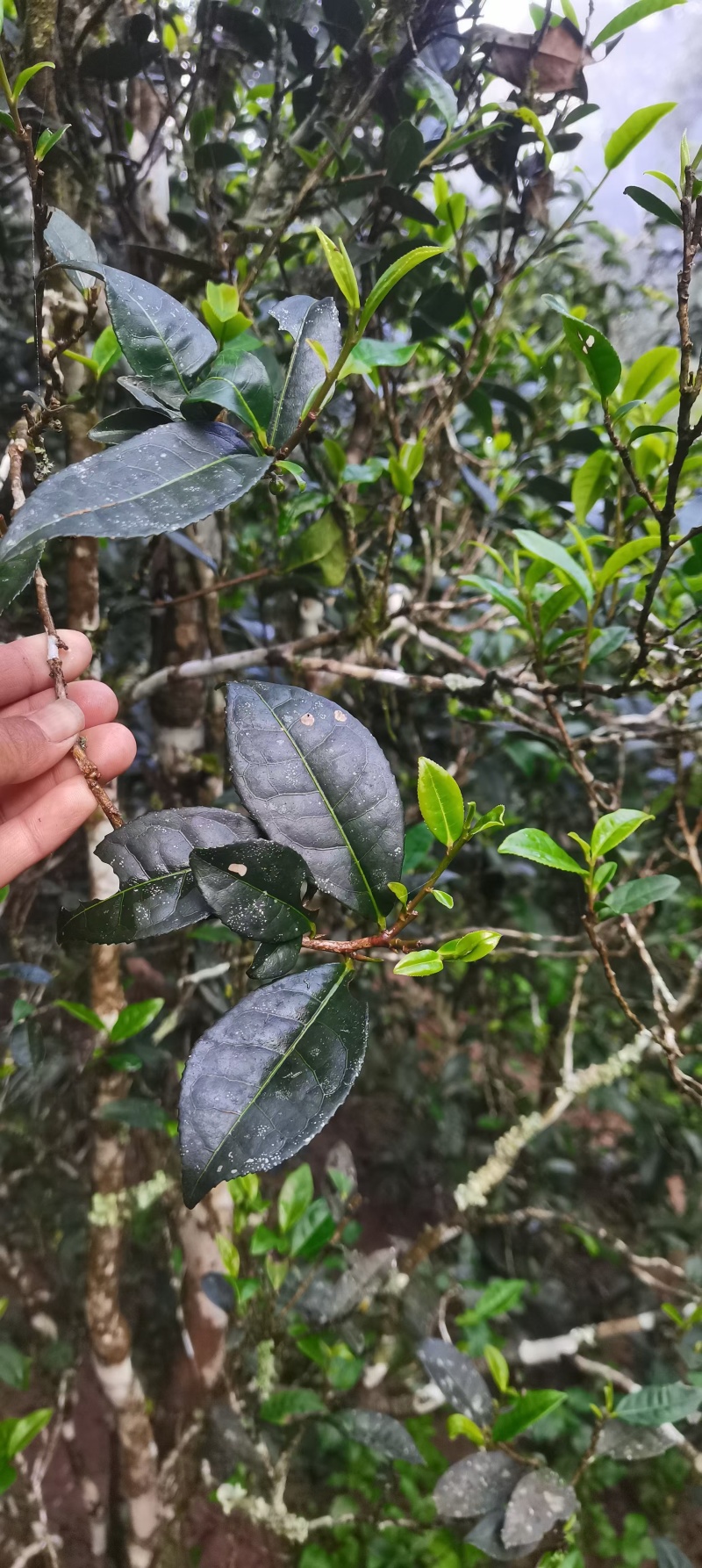 普洱易武高山古树