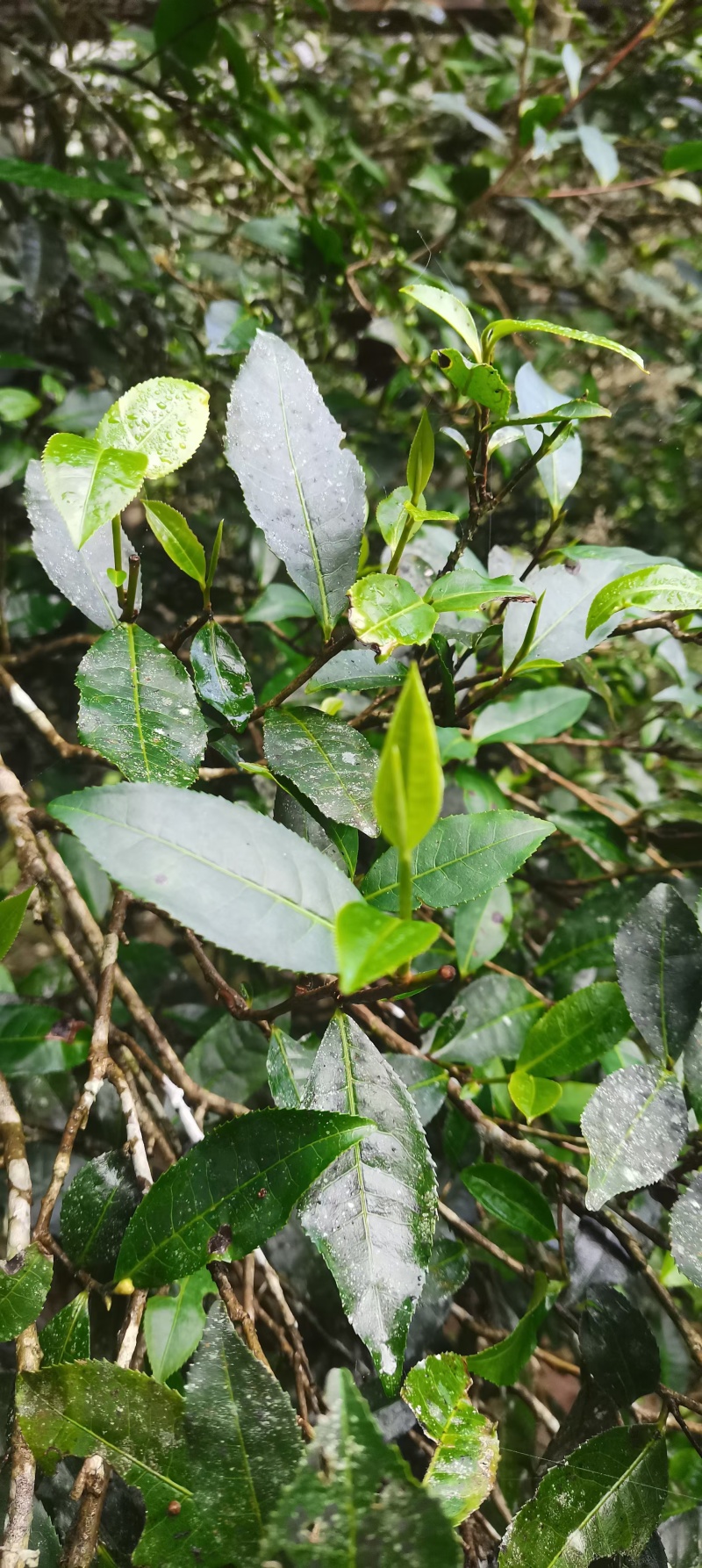 普洱易武高山古树