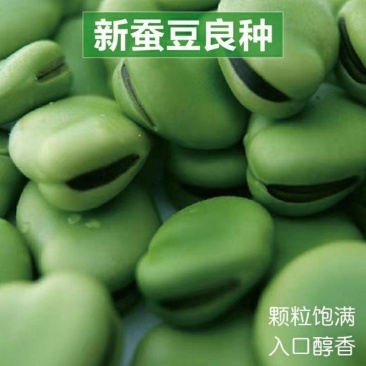高产蚕豆种子北斗七星罗汉豆种籽春秋冬季播种早熟耐寒