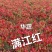 高辣簇生朝天椒干鲜两用春季麦茬早熟