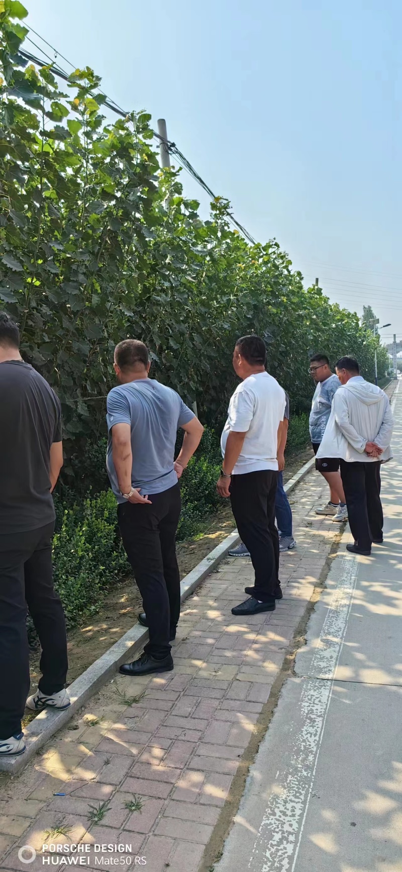 杨树苗
