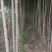 杨树苗
