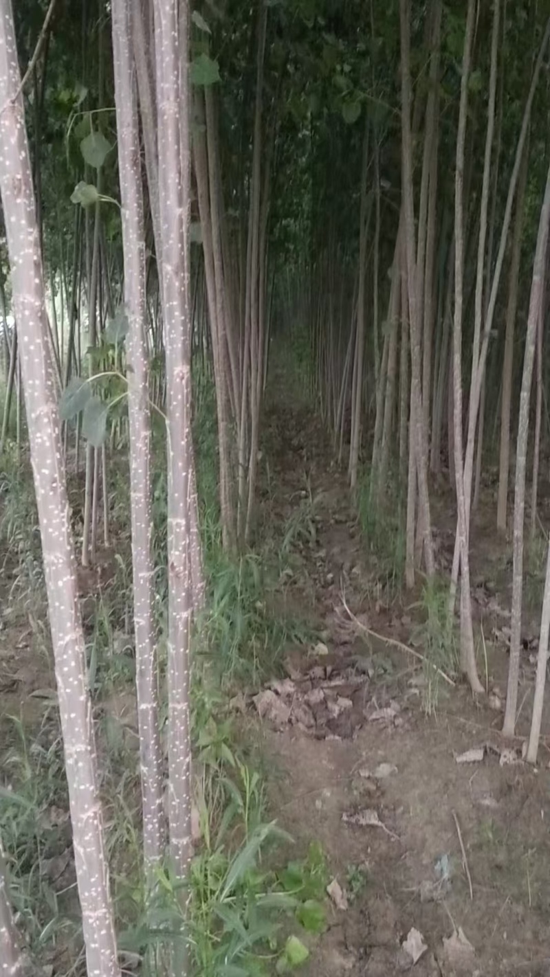 杨树苗