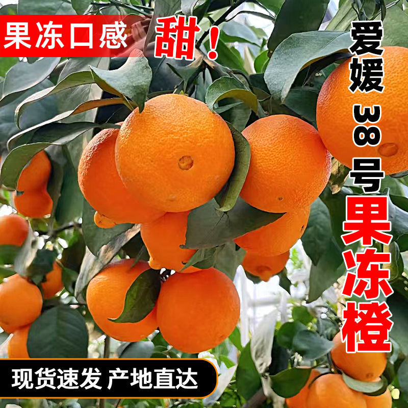 【一件代发】四川眉山爱媛橙38号实力代办园子多靠谱电商货