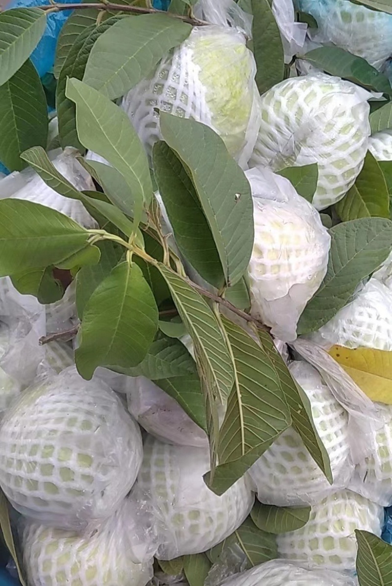 白心番石榴