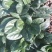自家种植优质趴地菠菜无白点虫眼特少