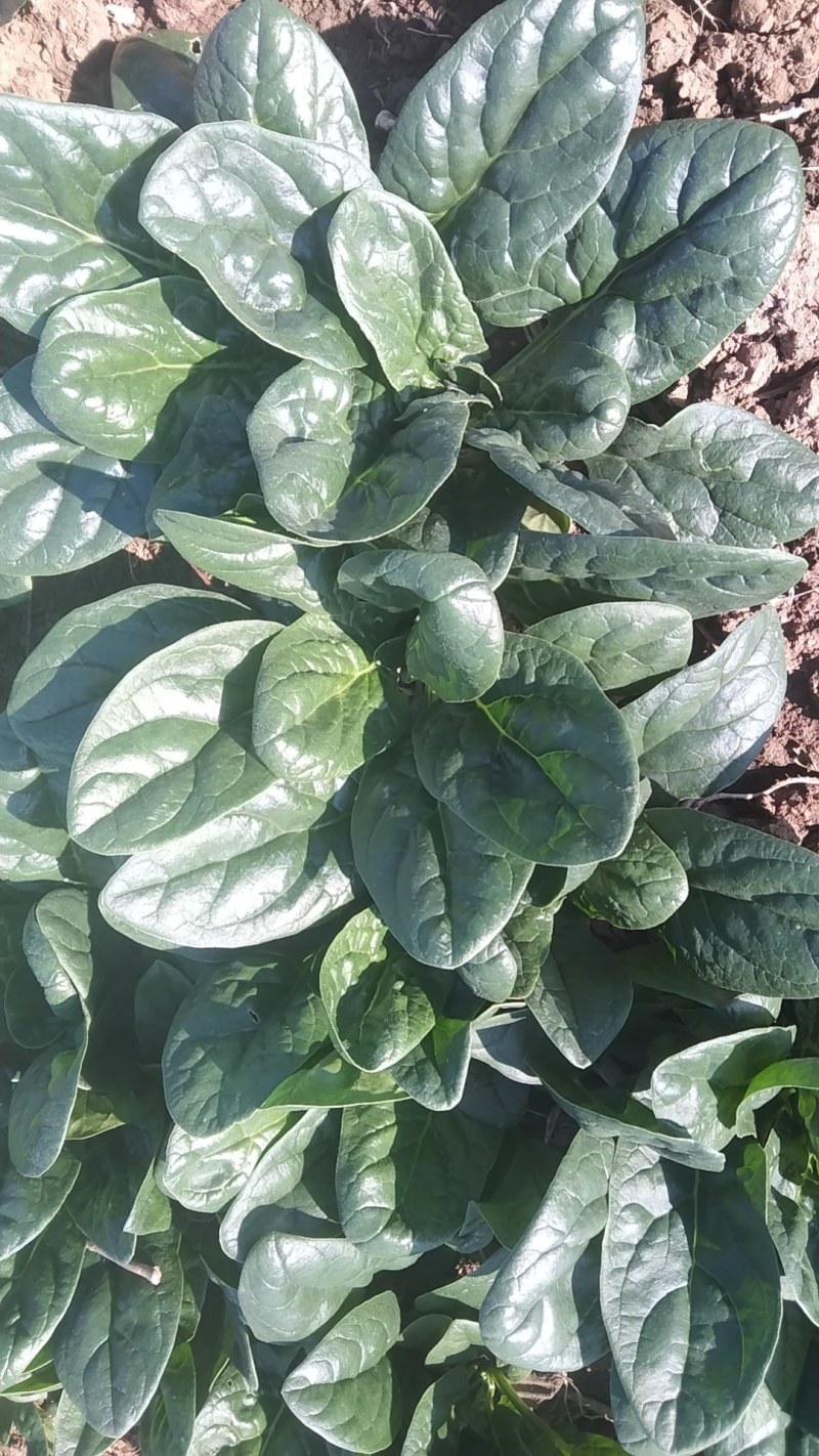 自家种植优质趴地菠菜无白点虫眼特少