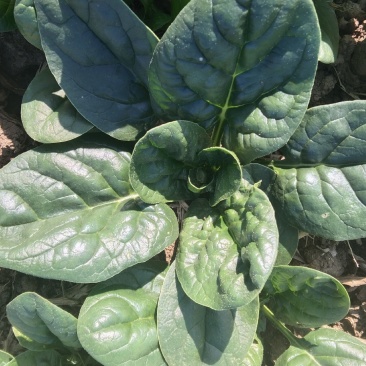 自家种植优质趴地菠菜无白点虫眼特少