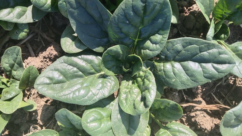 自家种植优质趴地菠菜无白点虫眼特少