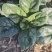 自家种植优质趴地菠菜无白点虫眼特少