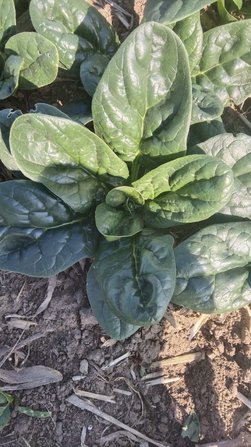 自家种植优质趴地菠菜无白点虫眼特少
