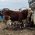 育肥小公牛