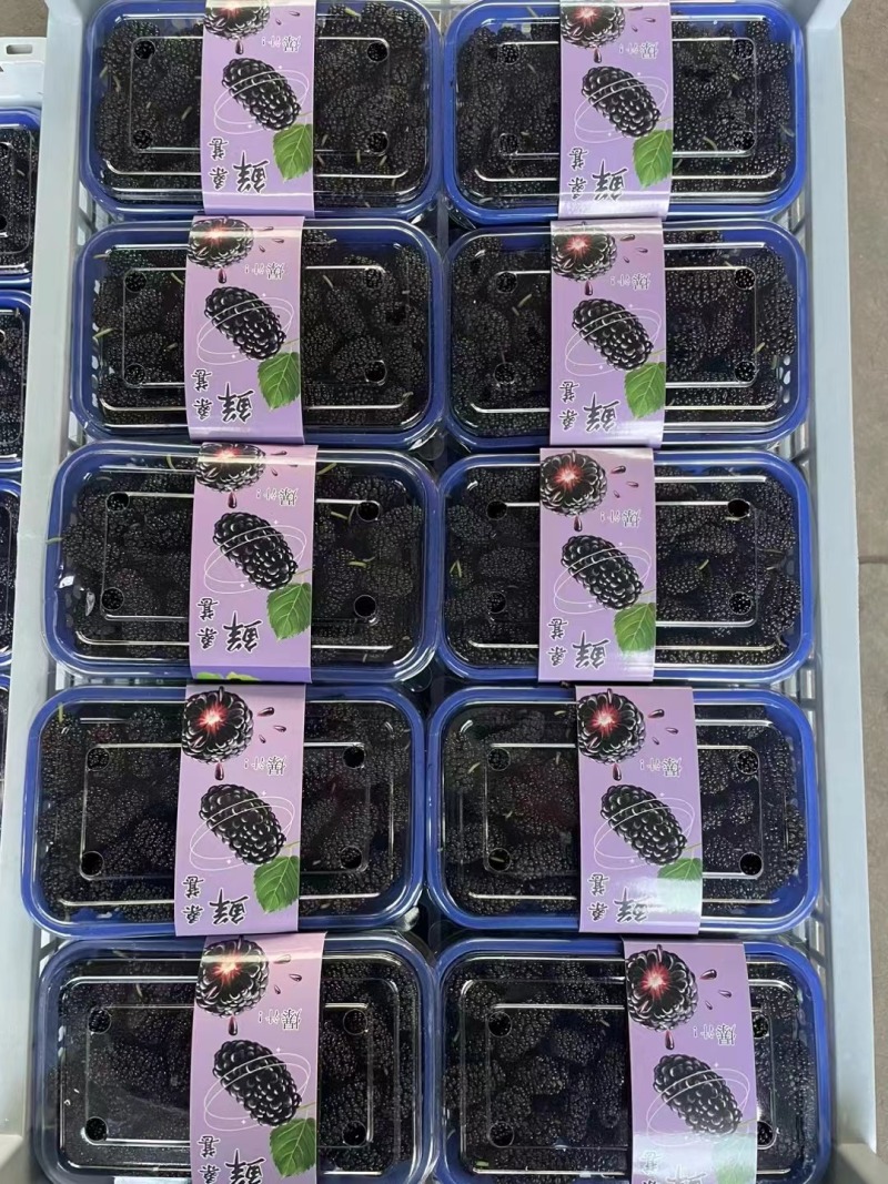 桑椹，桑葚，广东桑，全国*早的产区！！！！