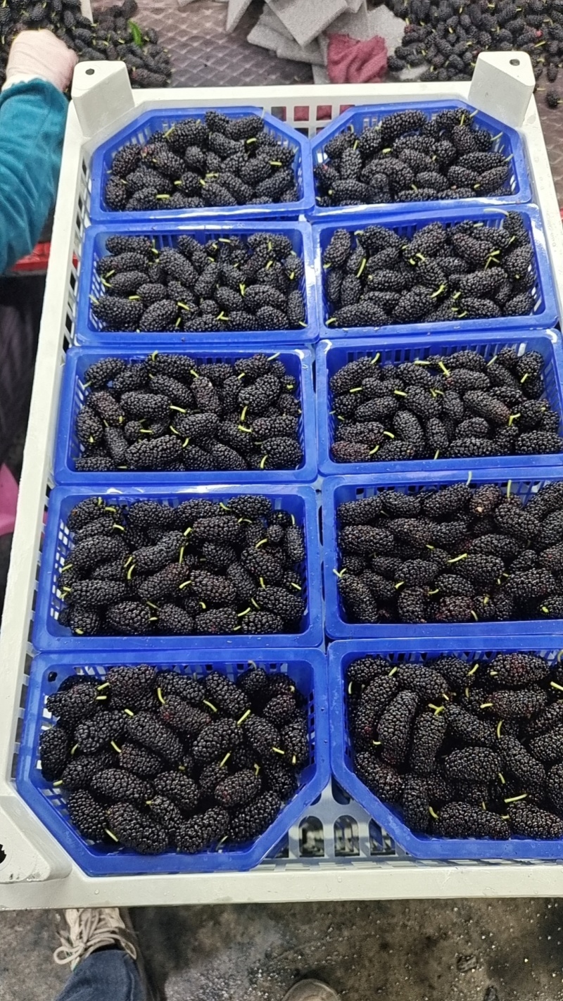 桑椹，桑葚，广东桑，全国*早的产区！！！！