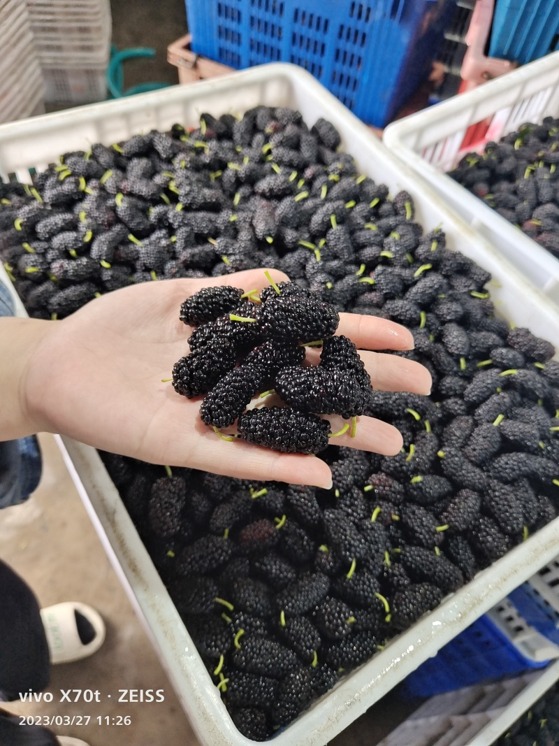 桑椹，桑葚，广东桑，全国*早的产区！！！！