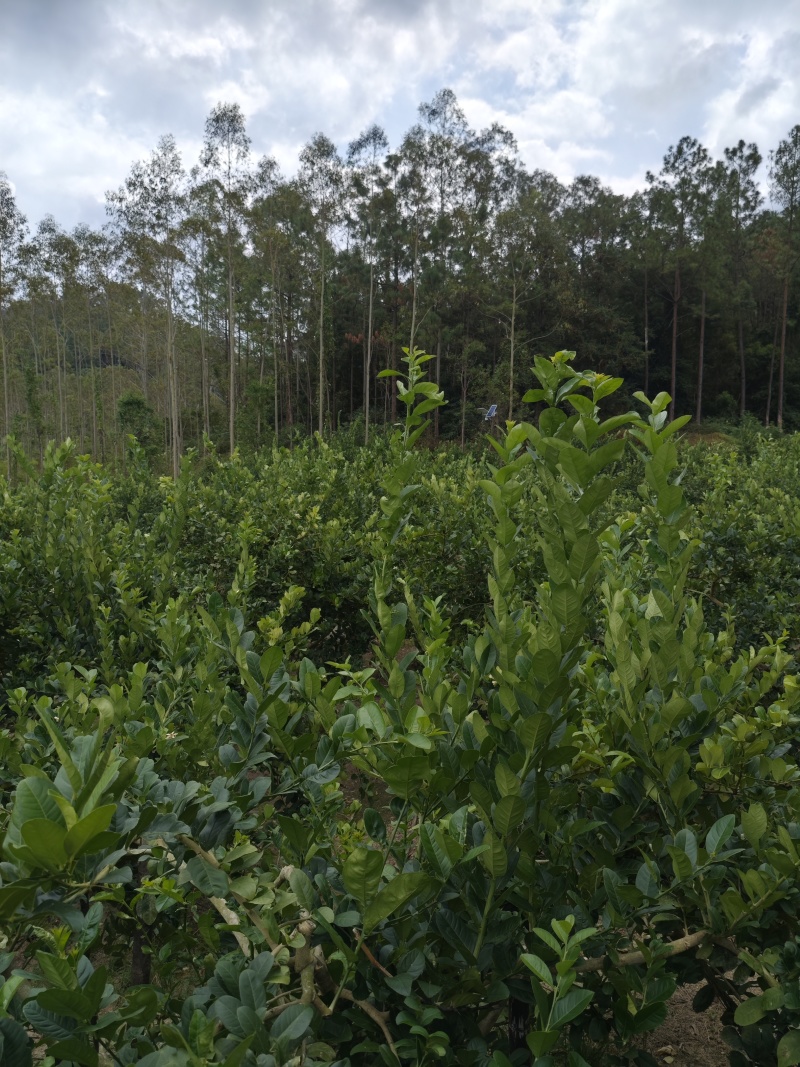 正宗江门台山大隆洞香水柠檬自家果园一手货源