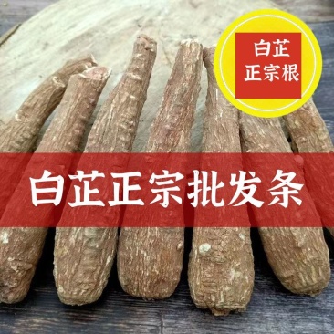 安徽白芷一手货源