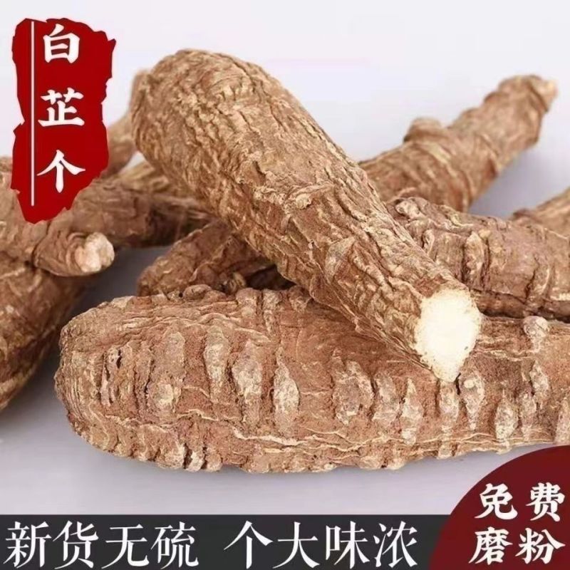 安徽白芷一手货源