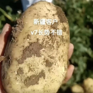 脱毒马铃薯土豆原种V7沃土5号希森6号荷兰15冀张薯12