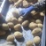 脱毒马铃薯土豆原种V7沃土5号希森6号荷兰15冀张薯12