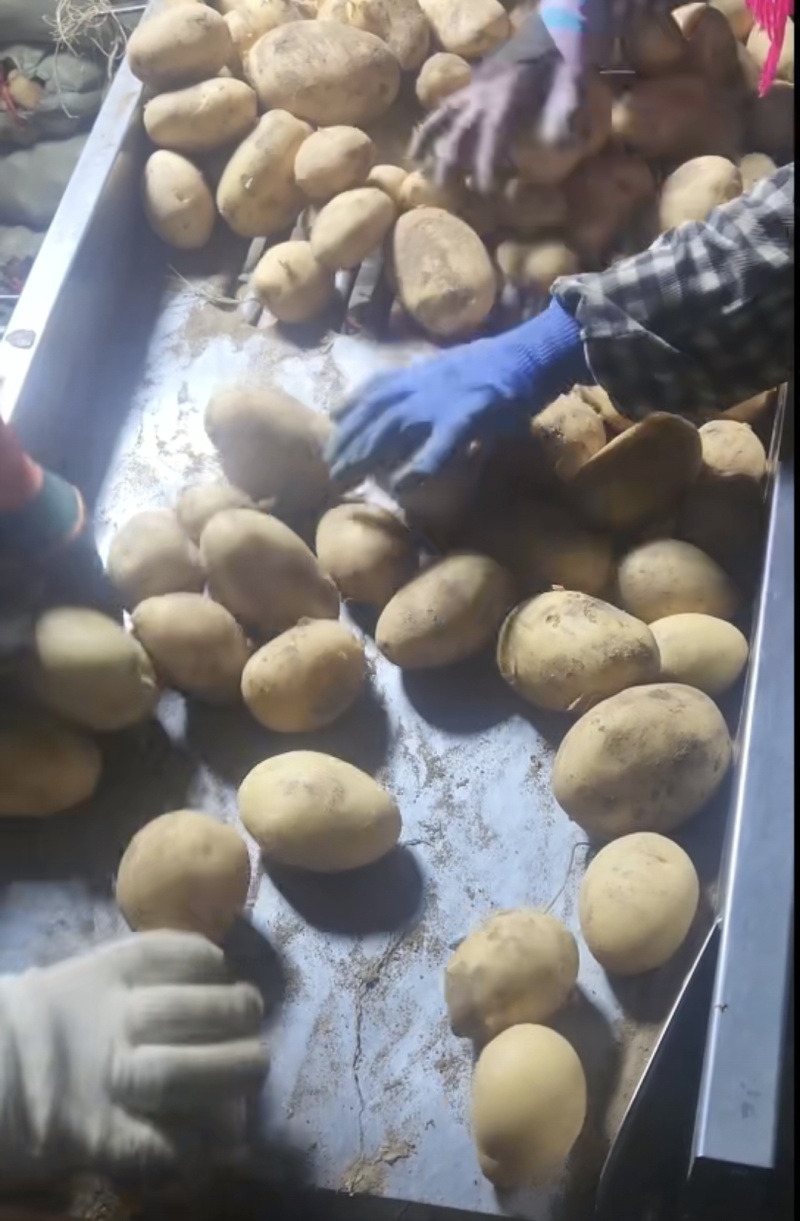 脱毒马铃薯土豆原种V7沃土5号希森6号荷兰15冀张薯12