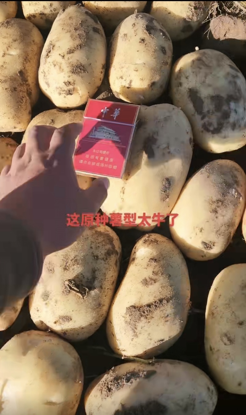 脱毒马铃薯土豆原种V7沃土5号希森6号荷兰15冀张薯12